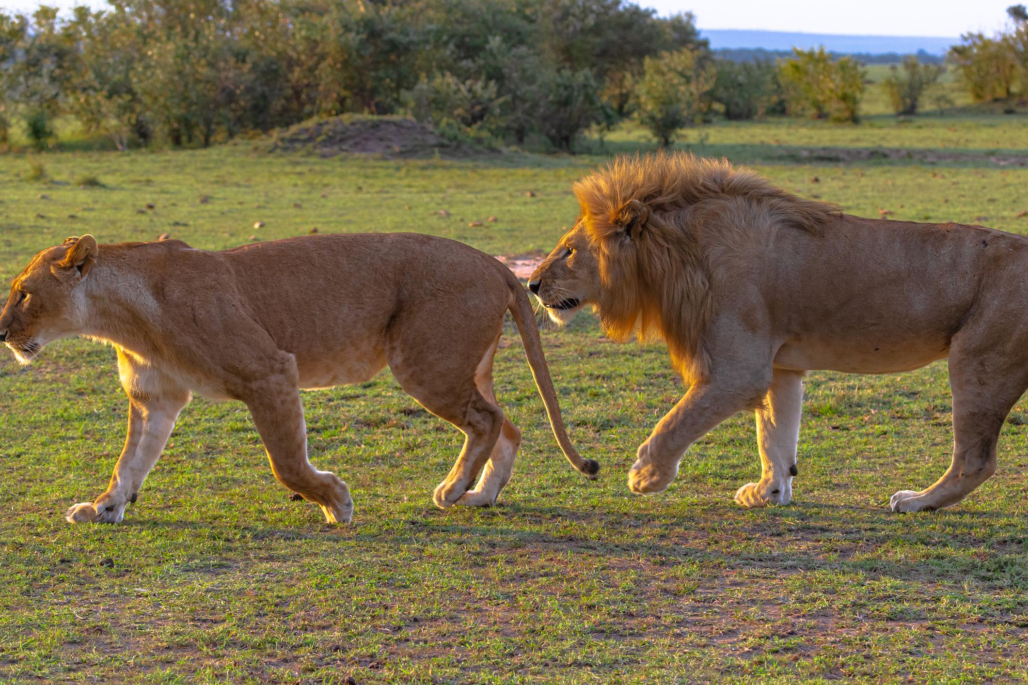 Ultimate Guide To Masai Mara Safaris