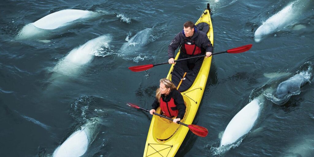 Kayaking-with-Beluga-Whales_5a02da0fbc799ade054813c4a8915839
