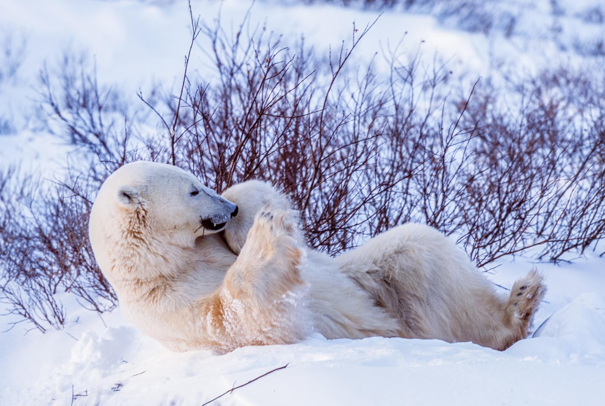 Arctic Adventures In Churchill Canada