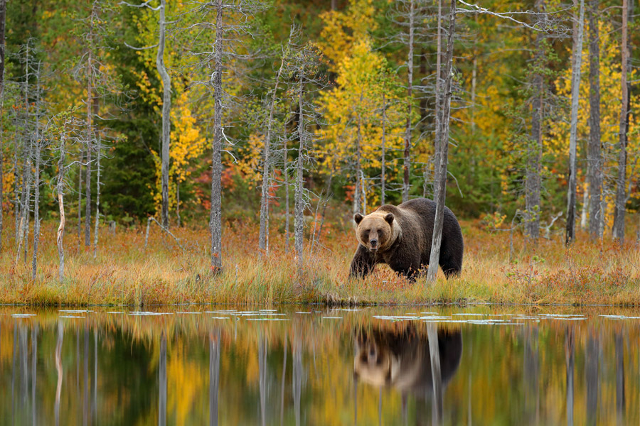 Brown bear and reflection in autumn