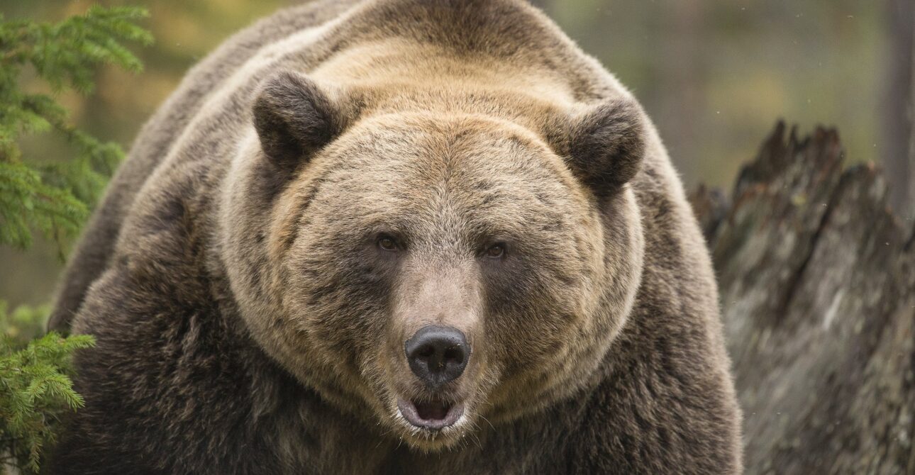 Has Bear Watching Tourism in Finland Had a Positive Impact on Bear Conservation?