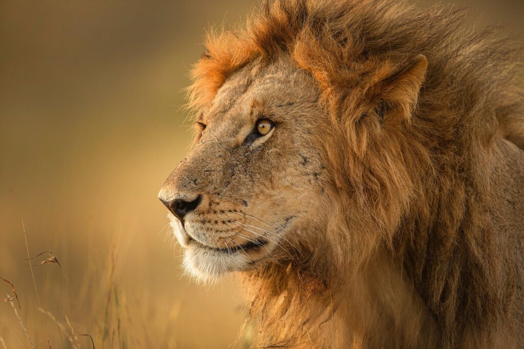 Lion resting in the African savannah.