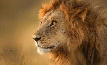 Big Cats of the Savannah