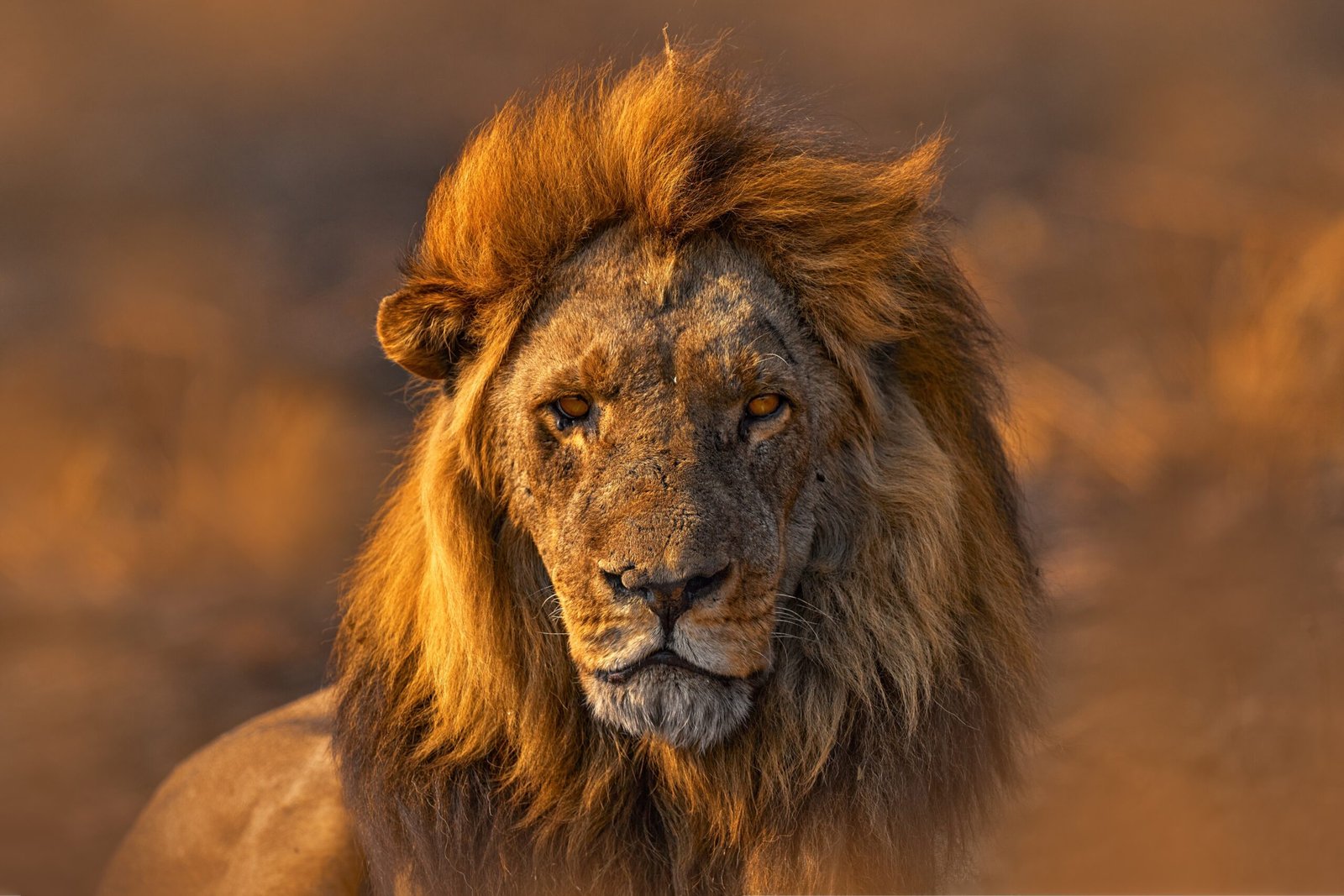 Close-up portrait of a male lion with a flowing mane