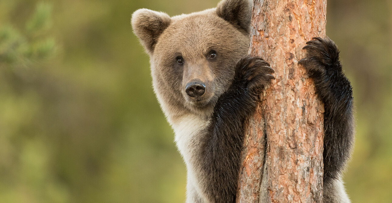 Can You Photograph Bears Through the Windows of a Luxury Bear Cabin?