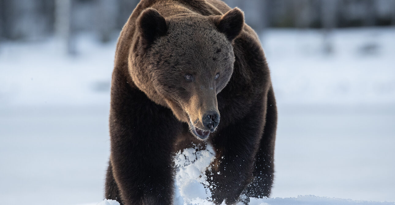 The Best Time of Year to Photograph Brown Bears on Snow in Finland
