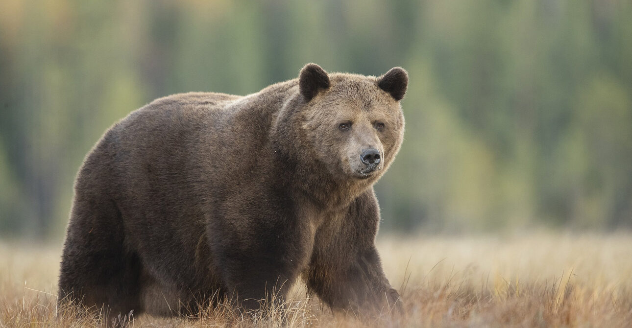 Why Finland Is the Best Place in Europe to See Brown Bears