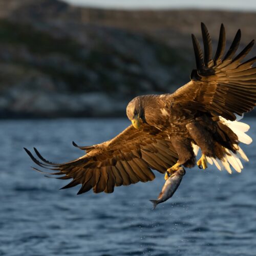 Eagles of the Norwegian fjords