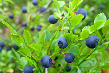 Blueberry Bush in Finland