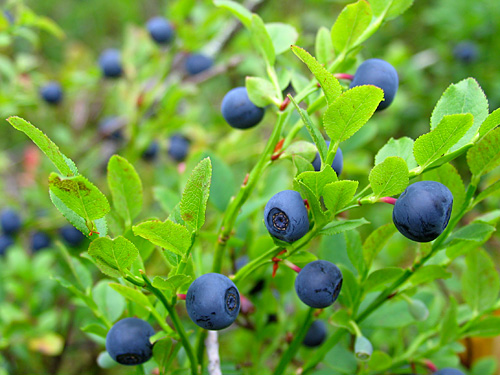 Wild Blueberry Season in Finland: When & Where to Pick Finland’s Famous Forest Berries