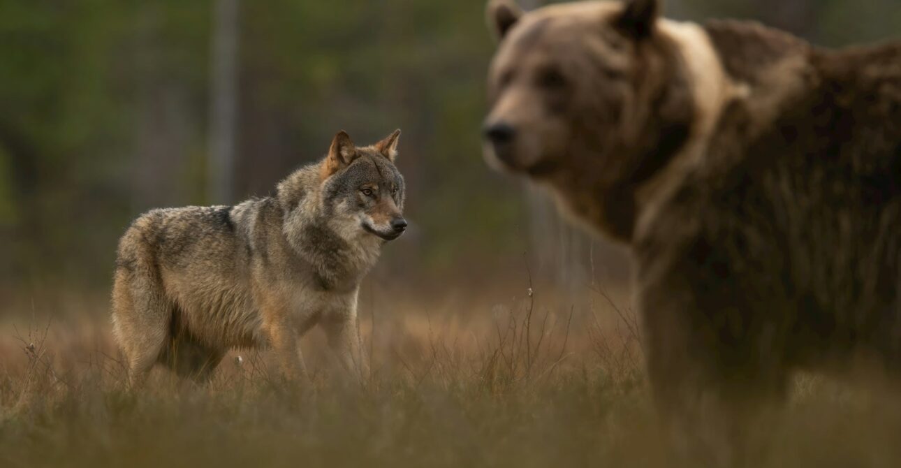 What Wildlife Can You See from Finland’s Luxury Bear Cabins?