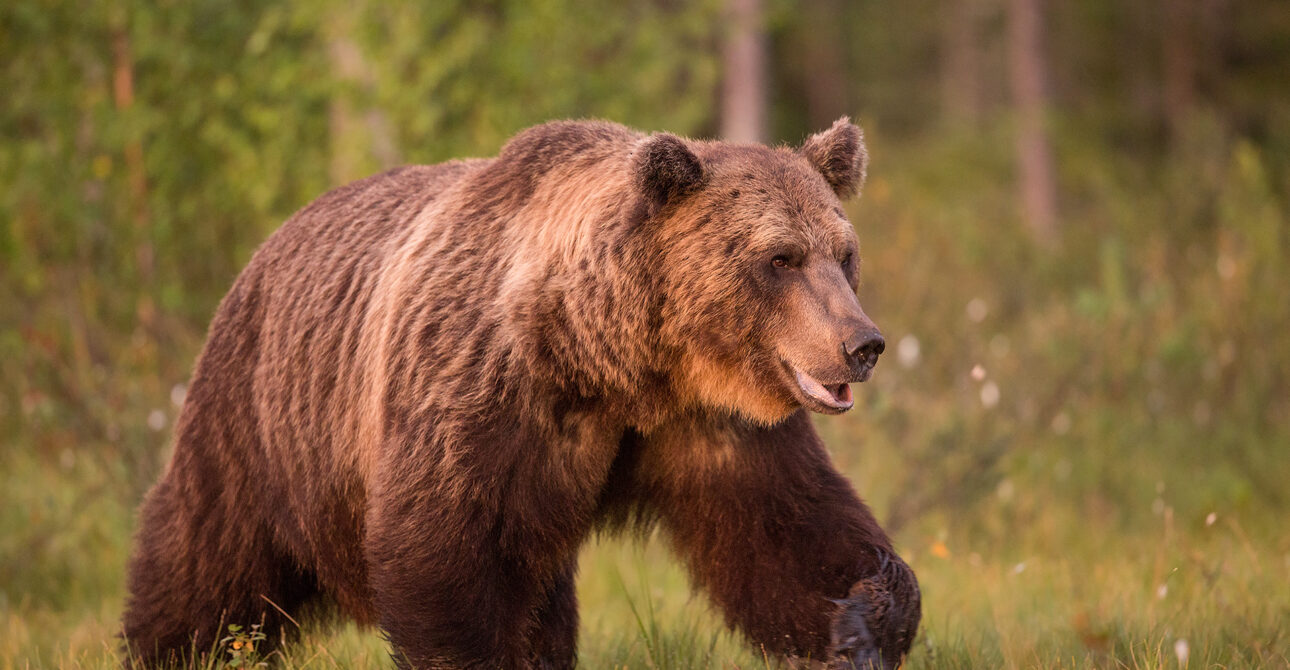 A Guide to Bear Watching in Finland