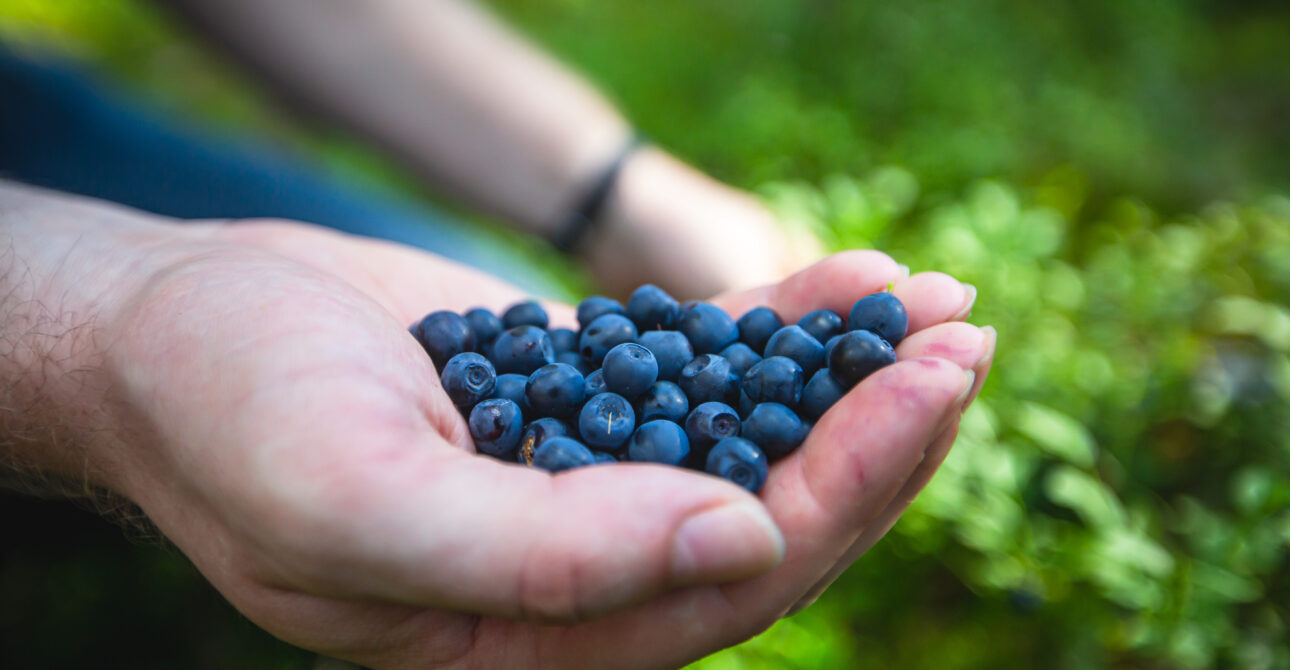 Wild Blueberry Season in Finland: When & Where to Pick Finland’s Famous Forest Berries