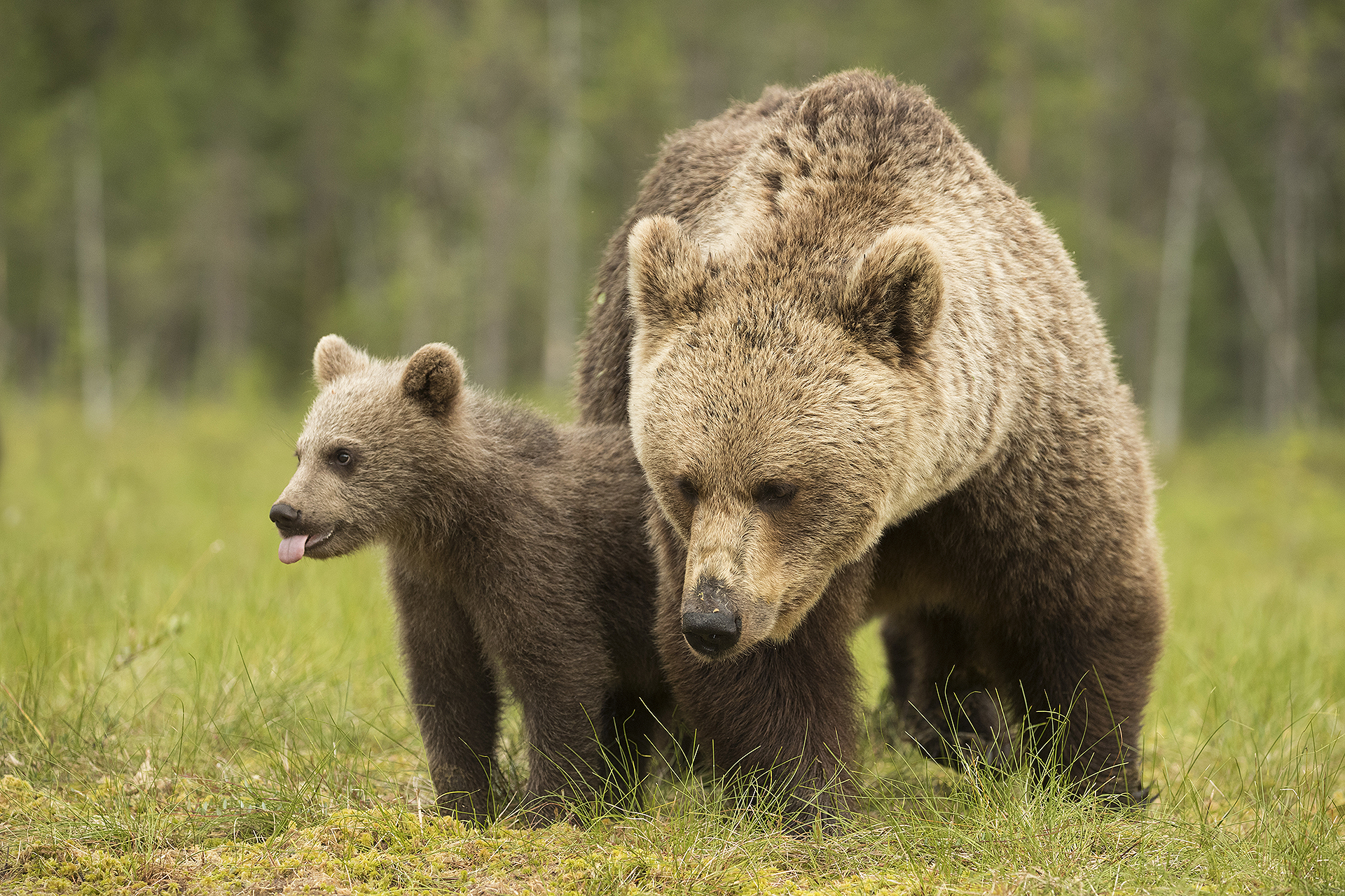 Brown Bear Finland