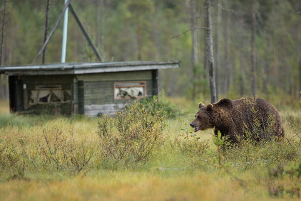 Brown bear walking past a wildlife photo hide in Finland's forest .