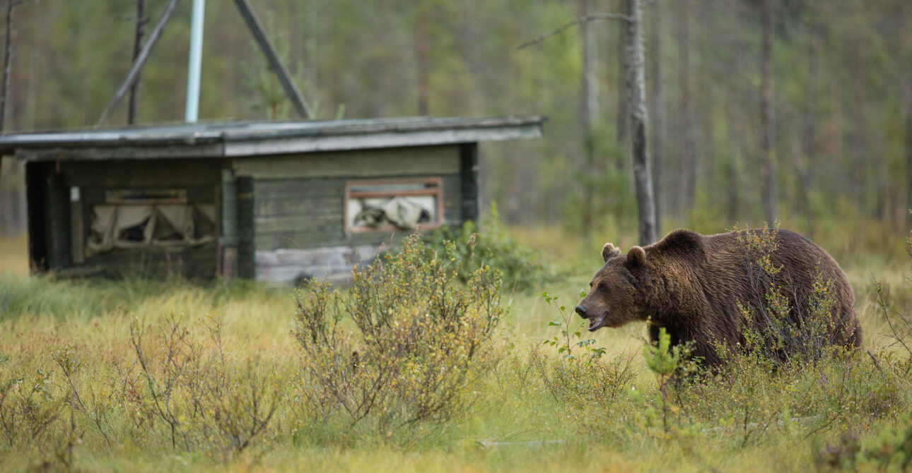 What Should I Pack for My Finland Bear Watching Holiday?