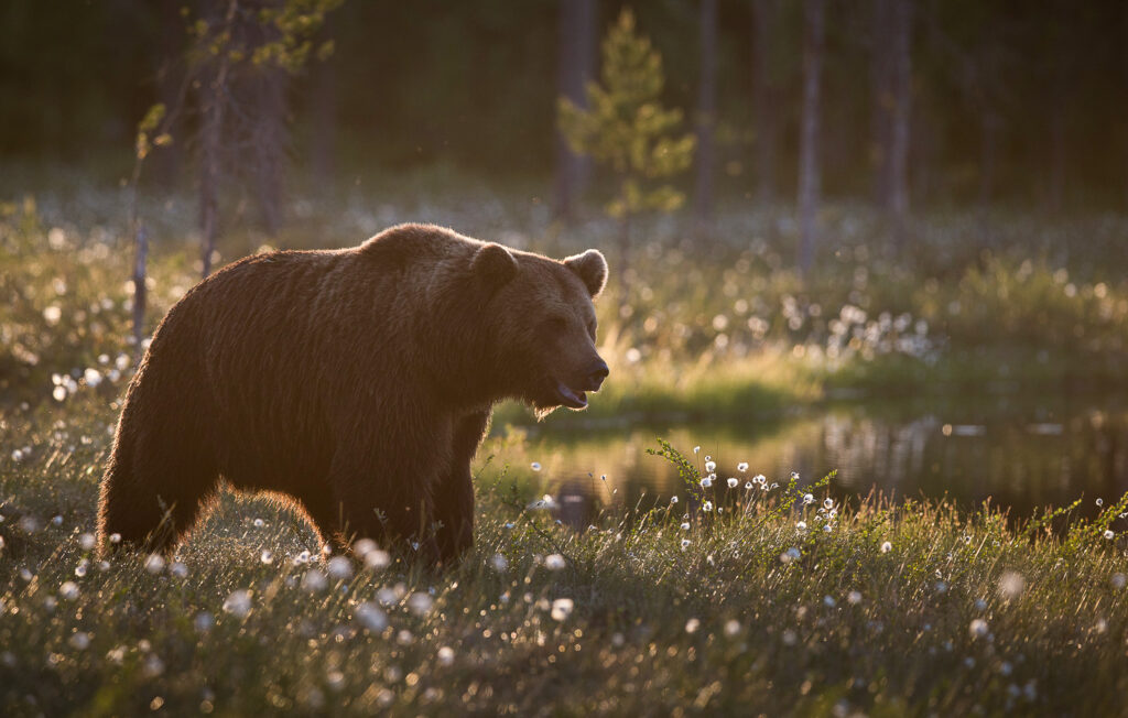 Travelling to Finland for a brown bear watching holiday