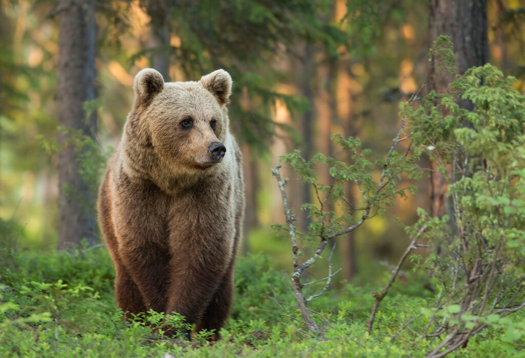 Wild brown bear in the forests of Finland, home to top bear watching lodges .