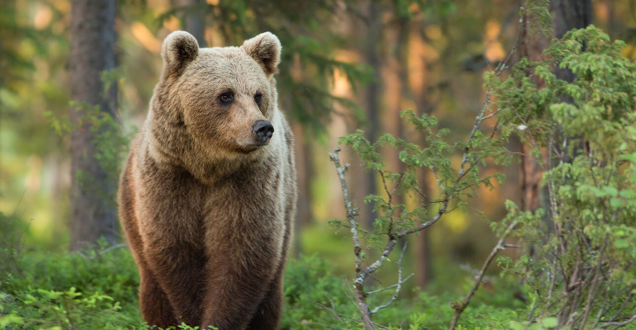 Finland Bear-Watching Holidays