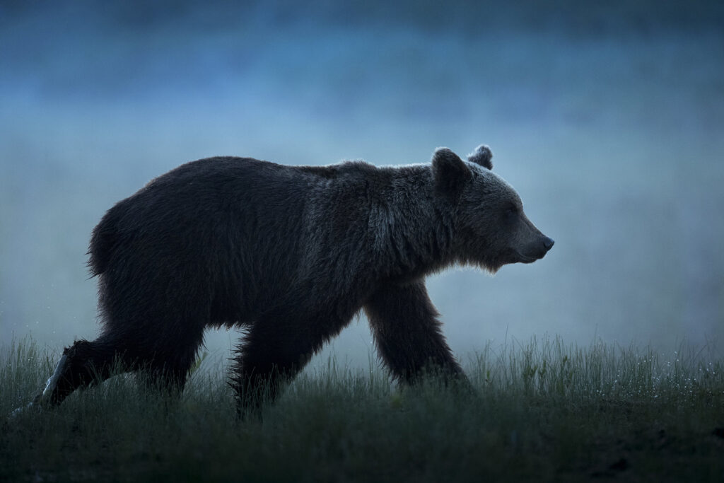 Bear watching in Kuhmo