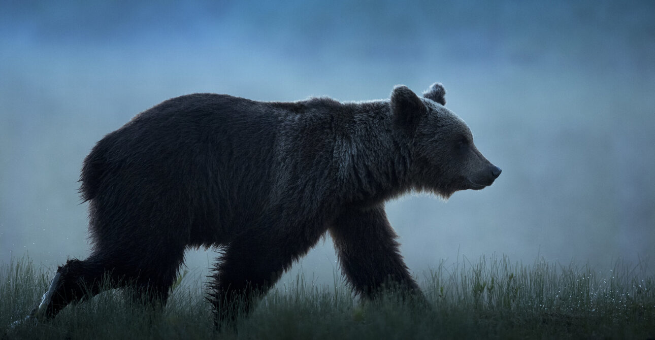 Bear Watching in Kuhmo: The Complete Guide