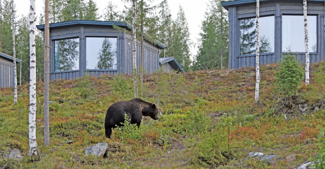 How Many Nights Should You Book in a Finland Luxury Bear Cabin?