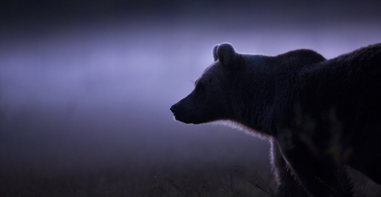 How to Travel to Finland for a Brown Bear Watching Holiday