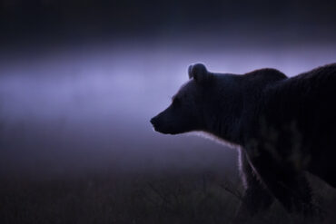 How to Travel to Finland for a Brown Bear Watching Holiday