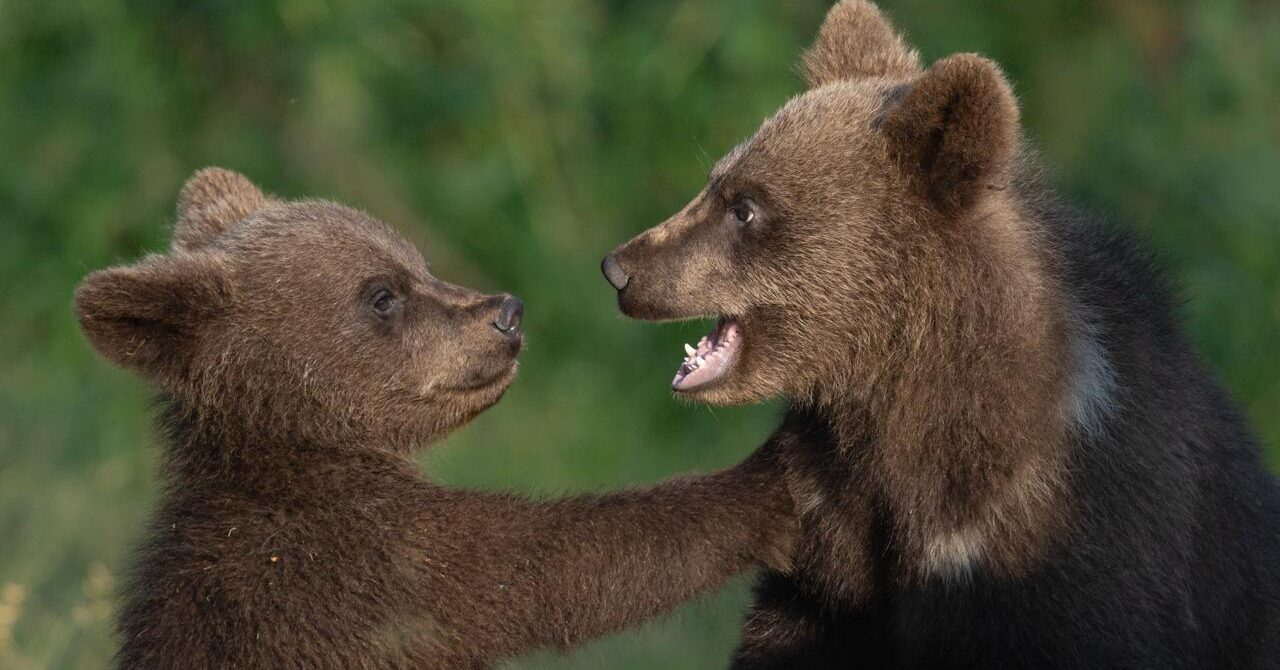 Best Time of Year to See Bear Cubs in Finland