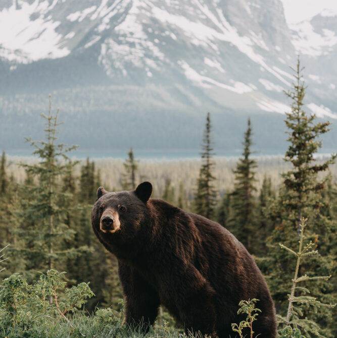 How Much Does a Luxury Bear Watching Cabin in Finland Cost?
