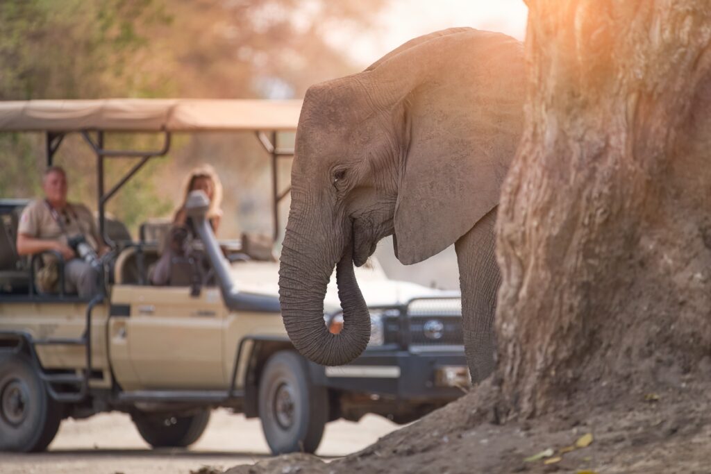 On,A,Safari,In,Africa:,Unrecognisible,Tourists,In,Open,Roof