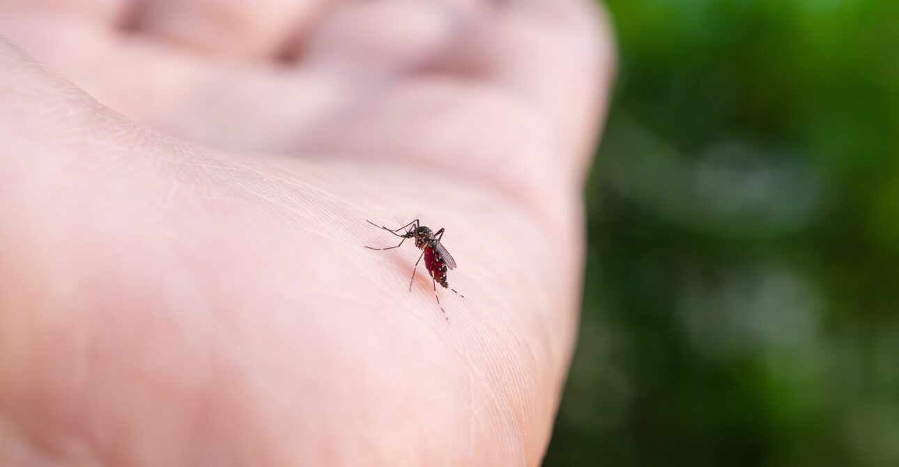 Are Mosquitoes Bad in Finland? The Honest Answer From a Wildlife Guide