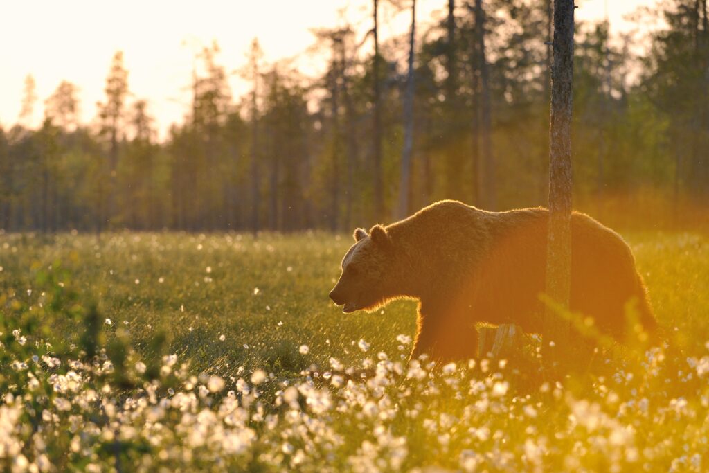 Brown bear in the Finnish forest across the seasons of a luxury bear cabin stay .