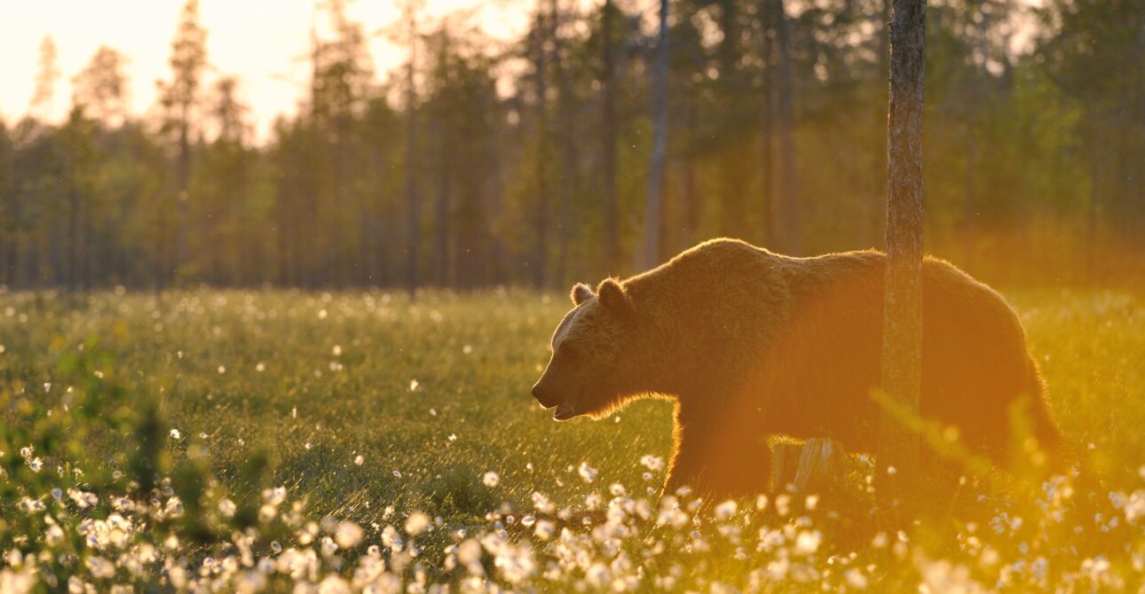 Finland: Europe’s Ultimate Wildlife Destination