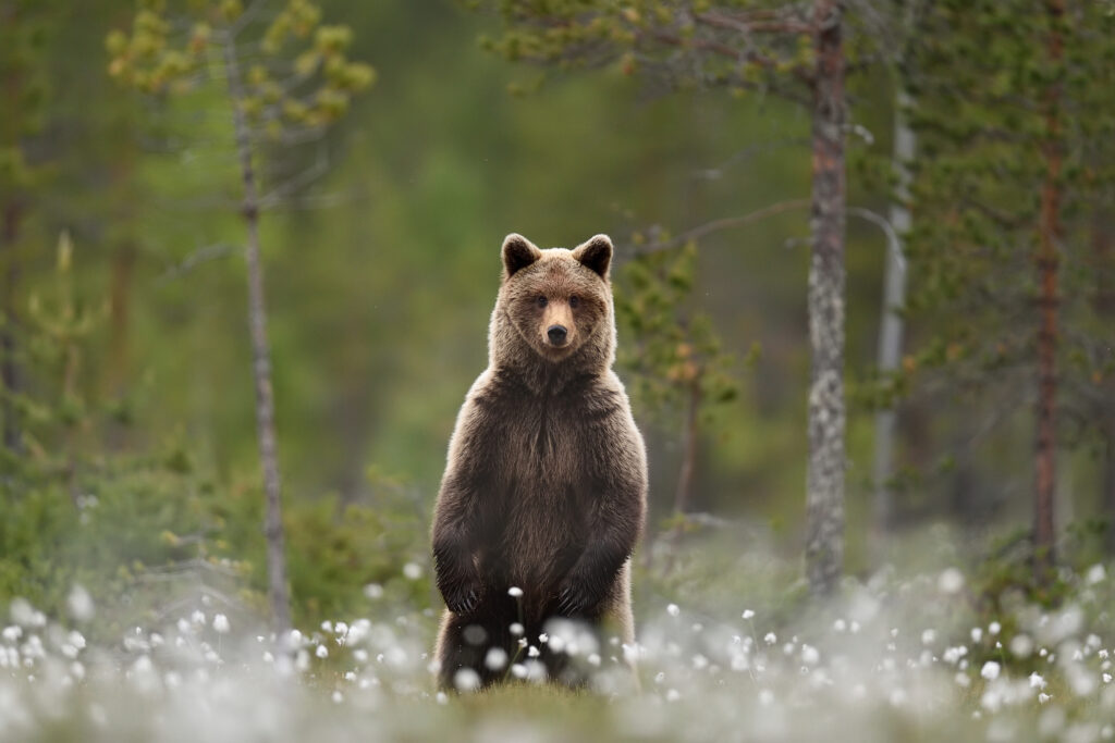 Brown,Bear,Standing,In,A,Swamp,,Taiga,Forest,In,A
