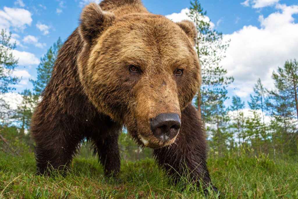Close-up of a large brown bear standing against a clear blue sky in its natural habitat.