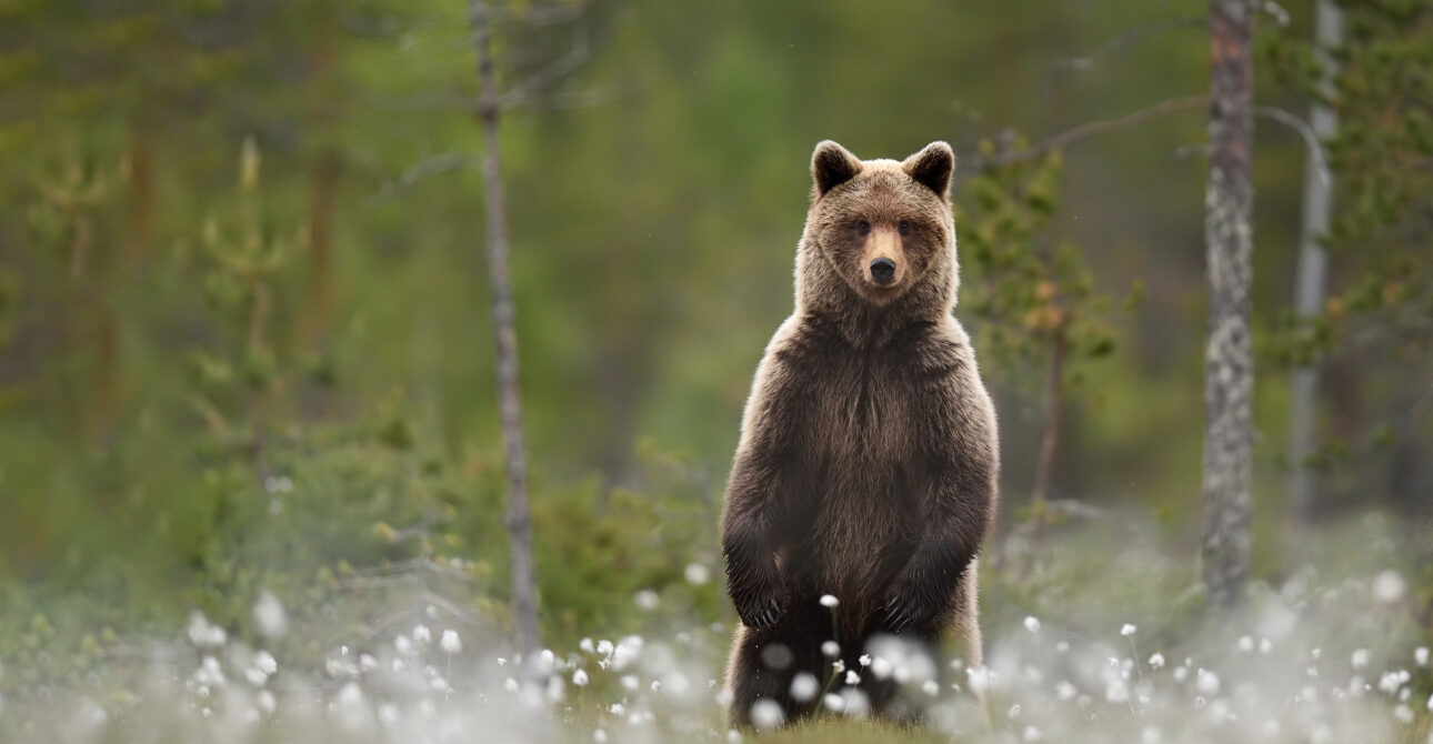 The Best Time of Year to Photograph Finland’s Brown Bears Among Cotton Grass