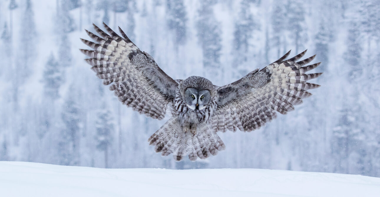 Bird Photography in Finland