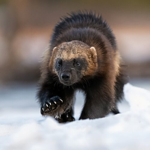 Winter Wolverine Photography in Finland