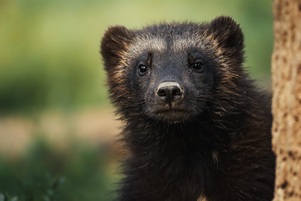 Wolverine (Gulo gulo) sitting in green grass in its natural wilderness habitat.