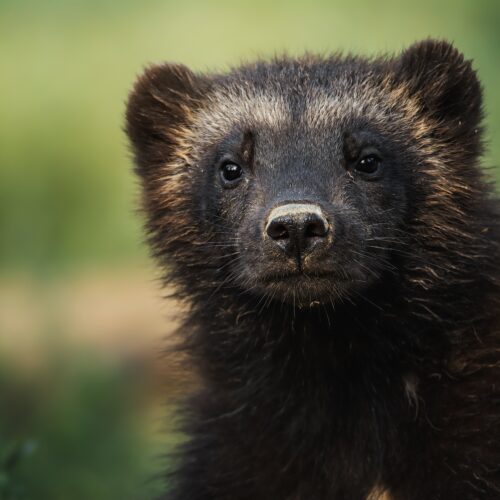 Wolverine (Gulo gulo) sitting in green grass in its natural wilderness habitat.