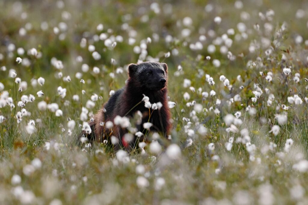 Wolverine standing amongst cotton grass, Finland.