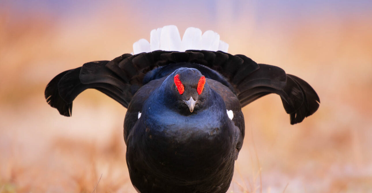 Black Grouse of Finland