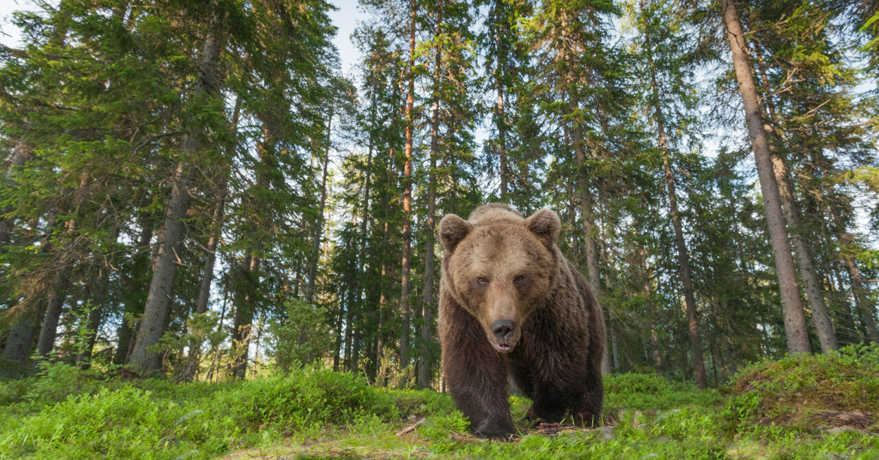 Photographing Brown Bears During Finland’s Midnight Sun: The Magic of Midsummer