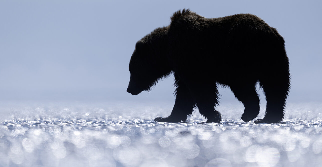Are Brown Bears and Grizzly Bears the Same?