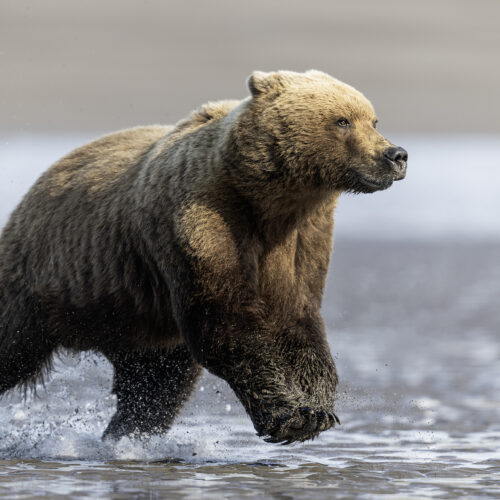 Brown bear walking through shallow water in Alaska.