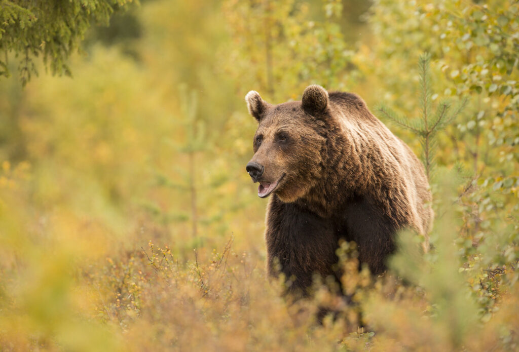 Brown bear standing among golden autumn foliage, Finland