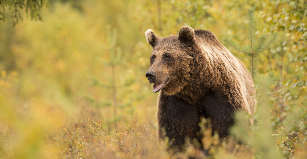 Best Place in Finland to See Bears