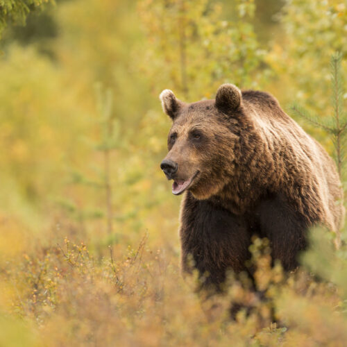 Brown bear standing among golden autumn foliage, Finland