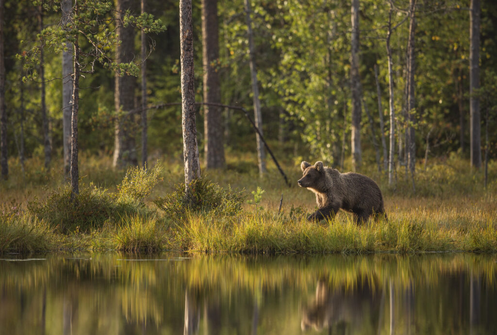 Brown bear walking along a forest lakeshore, Finland